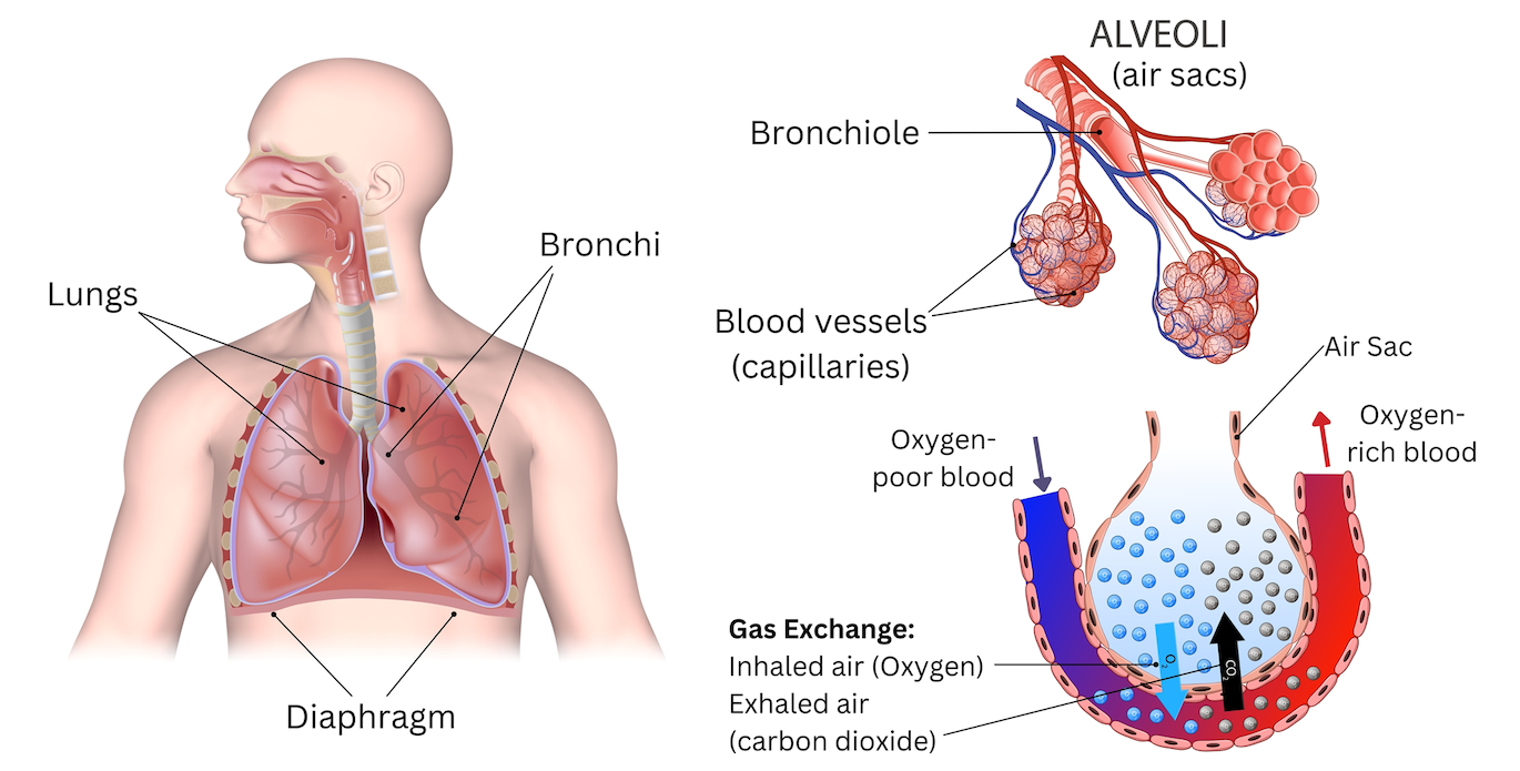 anatomy of the lung that explains how gas exchange brings oxygen into the blood stream and vents carbon dioxide